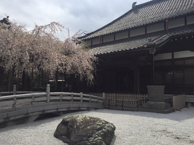玉蔵院の桜.JPGのサムネール画像